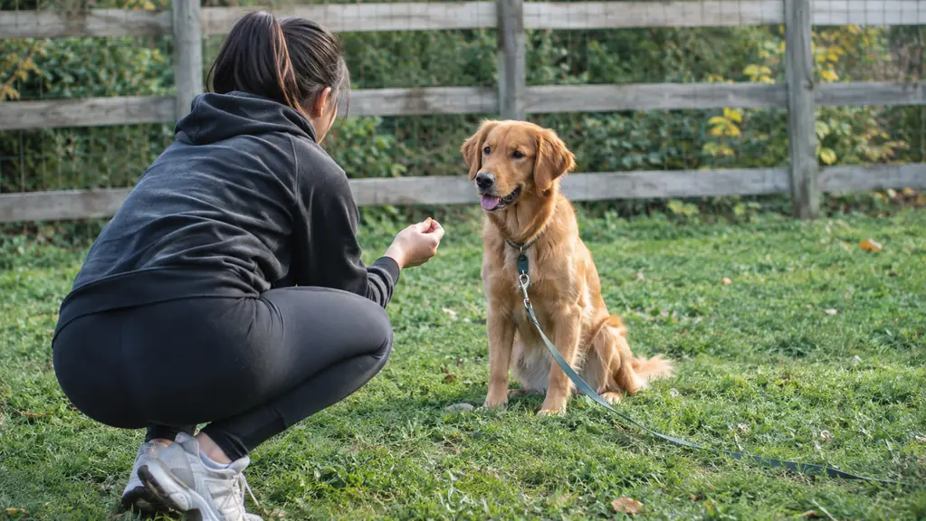 An owner crouches at the end of a long training line and offers a treat as the dog faces her